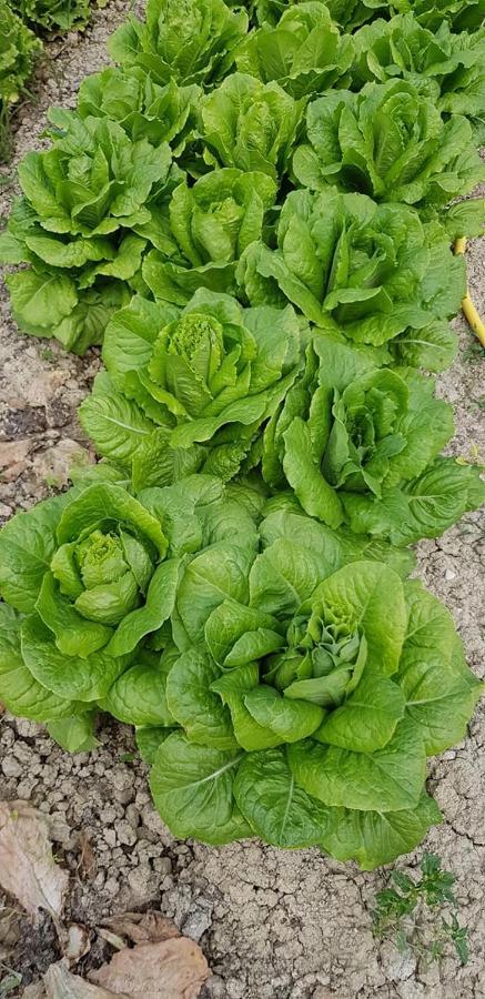 Agriturismo Fiore Di Campo فيرمو المظهر الخارجي الصورة