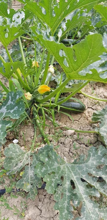 Agriturismo Fiore Di Campo فيرمو المظهر الخارجي الصورة